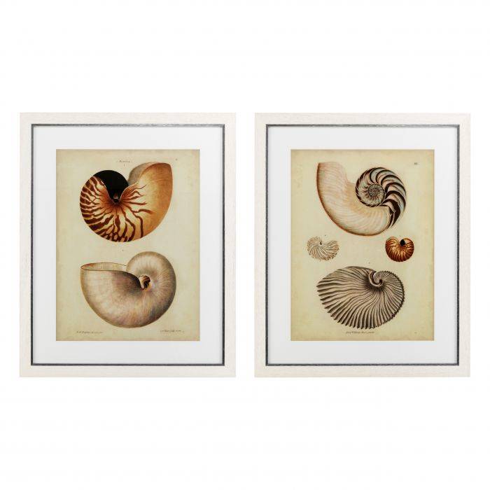 Eichholtz 110133 Prints EC234 Antique Nautilus set of 2