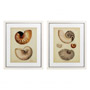 Иконка Eichholtz 110133 Prints EC234 Antique Nautilus set of 2