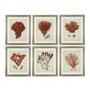 Иконка Eichholtz 111741 Prints EC258 Antique Red Corals set of 6